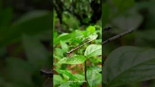 Yellow Featherleg  Copera marginipes Female odonates SriLanka nawalakanda damselfly wildlife [upl. by Aicilef]