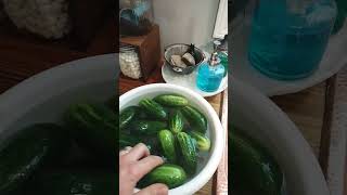 Quick and Easy Fermented Pickles [upl. by Kip]