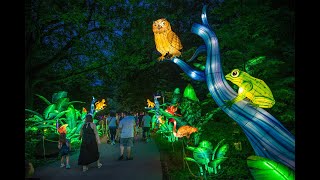 Boston Lights A Lantern Experience at Franklin Park Zoo [upl. by Nancey795]