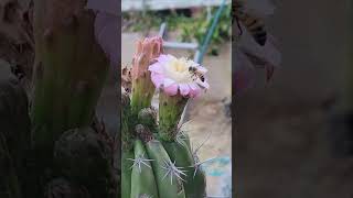 Stenocereus stellatus flowers but I have no pollen to pollinate them I need a hero😅🌵 [upl. by Portia161]