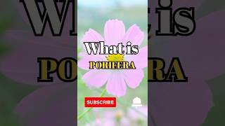 What is Porifera shorts facts biology [upl. by Suhpesoj]