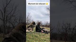 Caucazieni de excepție  crescător Gabi Cojocaru short viralvideo dog viral shortvideo shorts [upl. by Xyno781]