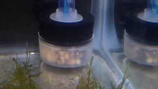 Aquatop Classic Sponge Filter [upl. by Nicki]