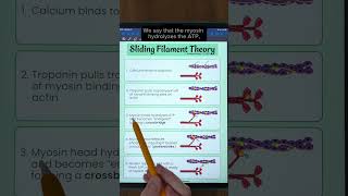 Muscle Contraction Steps of Sliding Filament Theory  TEAS and MCAT Review [upl. by Dorena]