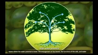 How xylem and phloem works [upl. by Ynwat]