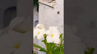 white flowers 🤍beutyofnature mygarden youtubeshorts [upl. by Deutsch220]