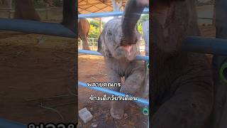 เด็กขี้เหร่🐘🐘ความกัดงวงใส่😅❤️ พังแม่วงเดือน พลายคณกร ช้างเด็กวัย9เดือน [upl. by Hanah]