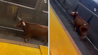 Stupore nella metro a Newark negli Usa un toro passeggia sui binari [upl. by Tiffanle]