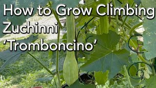 How to grow Climbing Zucchini  Tromboncino Squash [upl. by Nivag]