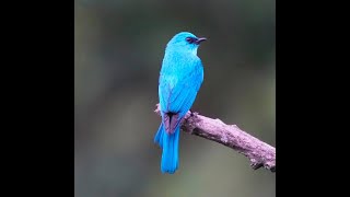 Verditer Flycatcher 銅藍鶲 [upl. by Cirdek]