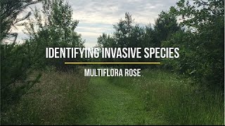 Identifying Invasive Species  Multiflora Rose [upl. by Attelrak]