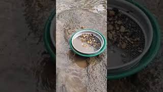 Reedy Creek Gold Prospecting  ASMR [upl. by Croom921]