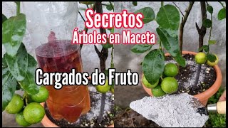 Secretos para tener árboles Frutales en maceta Cargados de Fruto y Flor  Aquí te los explico [upl. by Neetsirhc]