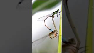 Caught Two Dragonflies mating🤣 insects dragonfly buglovers bugslife shorts [upl. by Lekkim654]