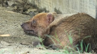 ヤブイヌ 京都市動物園 2020年9月1日 [upl. by Aramac59]