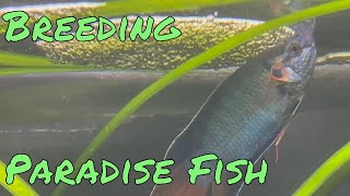 Breeding Spawning and Raising Paradise Fish [upl. by Adnohr764]