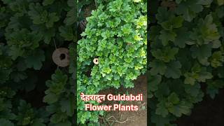 देहरादून Guldaudi Flower Plant 🏵🌸 Flower shortvideo shorts sell youtubeshorts farming song [upl. by Margarita839]