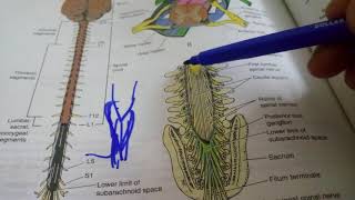 POSITIONAL CHANGES and MENINGES of SPINAL CORD extremely important [upl. by Kimmel]