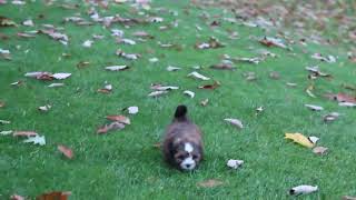 ShihPoo Puppies For Sale [upl. by Goodard]