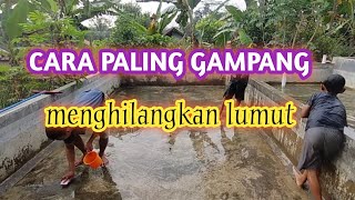 CARA AMPUH MENGHILANGKAN PARASIT DI DALAM KOLAM LELE [upl. by Inoue]