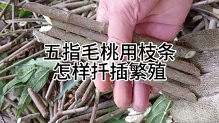 五指毛桃用枝条怎样扦插繁殖How to propagate the five fingered peach through cuttings using branches [upl. by Ludly]