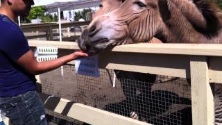 Man Feeding Zebroid or Zedonk [upl. by Oiliruam838]