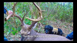 Jaeger  The Deer Tracking Dachshund [upl. by Macdermot]