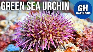 Species Spotlight  Green sea urchin Psammechinus miliaris [upl. by Higbee]