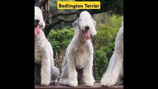 Unique Bedlington Terrier Dogs youtube youtubeshorts shorts [upl. by Roxi891]