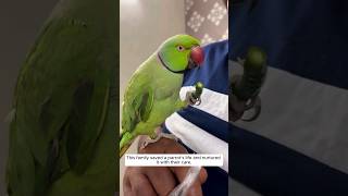 This family saved a parrot life and nurtured it with their care animalshorts [upl. by Crispen378]