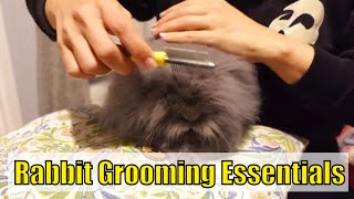 Lionhead Rabbit Grooming 101 plus rabbit humour and songs lionheadrabbit rabbitgrooming [upl. by Ataeb]