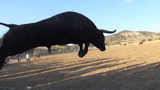 PRIMER ENCIERRO por el CAMPO en LORANCA DE TAJUÑA 2022 [upl. by Allehcim]