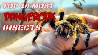 TOP 10 VENOMOUS and DANGEROUS INSECTS amp ARACHNIDS Beware of Natures Lethal Stingers 😱🕷️ [upl. by Sackey497]