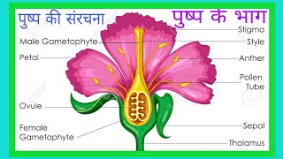 quot Pushp ki sanrachnaquot पुष्प की संरचनाquot Lesson 2 Class 12 Biology UP Board [upl. by Beshore]