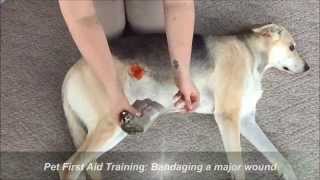 Pet First Aid Training Class Bandaging a major wound w a compression bandageIsraeli IBD [upl. by Starr]