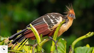 Hoatzin  Feeds On And Digest Leaves Like Cow [upl. by Ahsuoj]