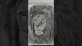 LION  pencil drawing  art drawing youtubeshorts shorts lion pencildrawing [upl. by Wildee118]