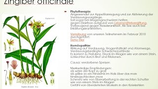 Materia medica von ZA Zingiber officinale  Der Ingwer [upl. by Eruot]