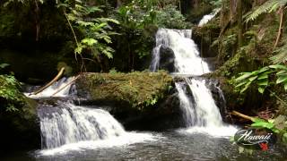 Hawaii Tropical Botanical Garden [upl. by Anawit]