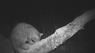 Pure Scottish Wildcat filmed in Wildcat Haven Aberdeenshire in 2017 [upl. by Ammamaria335]