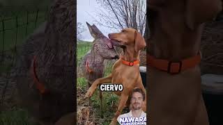 Perro resguarda a ciervo como hermano [upl. by Brady]