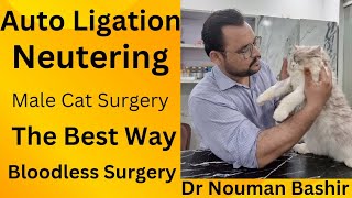 Auto ligation Neutering Neutering Surgery checkup DrNoumanBashir1217 [upl. by Nosraep]