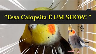 Calopsita Cantando O Show que Vai Alegrar o Seu Dia [upl. by Acirre]