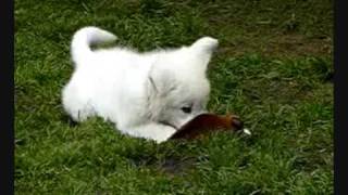 Weisser Schäferhund Welpen White Shepherd Puppies Weiße Schäferhunde [upl. by Market329]