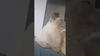 My Burmese Cat Snowy loves exercising with me funnycats catlove Australia [upl. by Lustick]