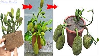 2 METHODS of propagating jackfruit trees grown in pots with outstanding growth thanks to the use of [upl. by Capone]