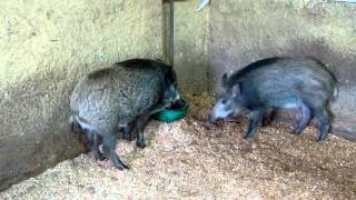 Everzwijnen  Wild boars  Olmense ZOO [upl. by Eicnarf157]