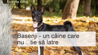 Basenji câine lătrător african descrierea rasei trăsături de caracter [upl. by Ssitnerp391]