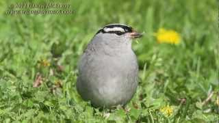 Whitecrowned Sparrow in Maine [upl. by Refenej]