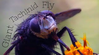 Giant Tachinid Fly [upl. by Suired608]